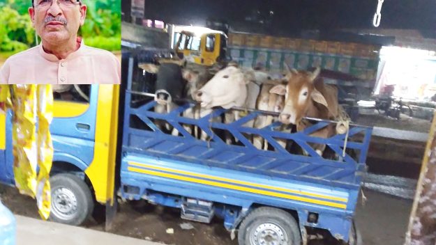 বিয়ানীবাজার থানা থেকে চোরাই গরু ছাড়িয়ে নিলেন আওয়ামীলীগ নেতা!