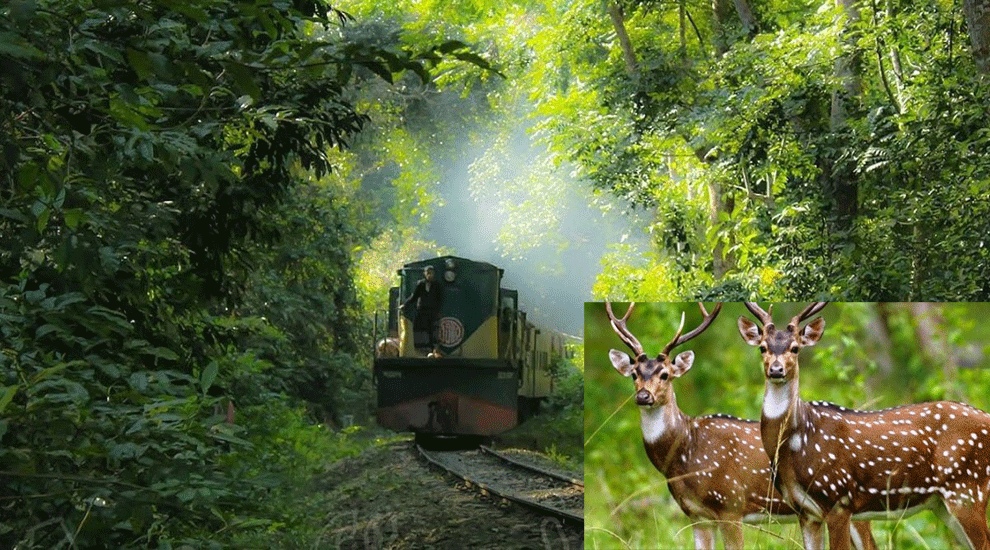 মৌলভীবাজারে আন্তঃনগর ট্রেনে পাওয়া গেল গলাকাটা মায়া হরিণ