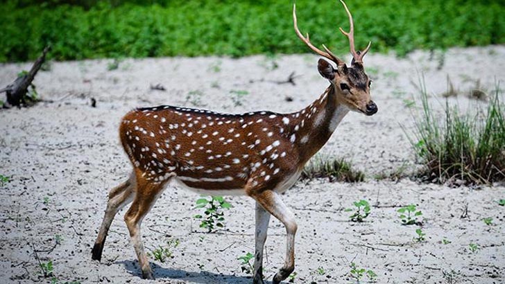 বন্দুক তাক করায় শিকারির সামনেই এসে দাঁড়াল হরিণ!