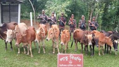 বড়লেখা সীমান্তে বিজিবির অভিযানে ১১টি ভারতীয় গরু আটক