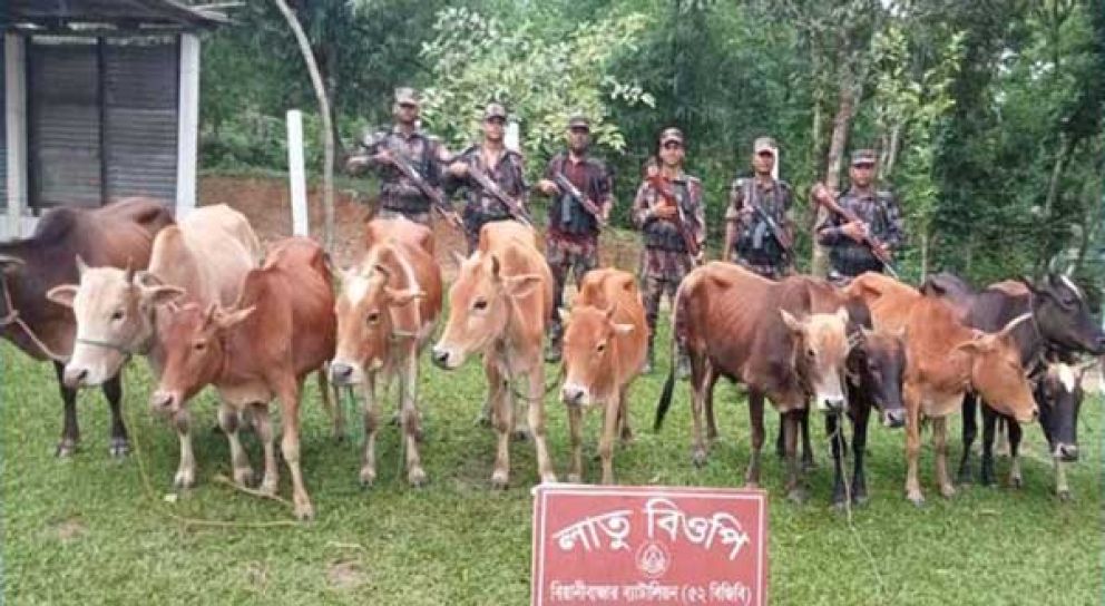 বড়লেখা সীমান্তে বিজিবির অভিযানে ১১টি ভারতীয় গরু আটক