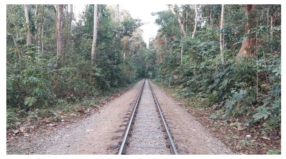 লাউয়াছড়ায় ‘মৃত্যুফাঁদ’ সড়ক-রেলপথ