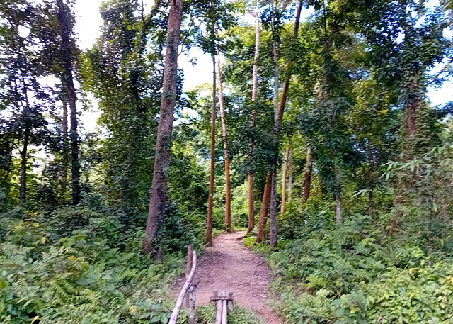 বনমন্ত্রীর এলাকায় সংরক্ষিত বন কেটে হবে সাফারি পার্ক, ‘আত্মঘাতী’ প্রকল্প বলছেন পরিবেশ বিদেরা