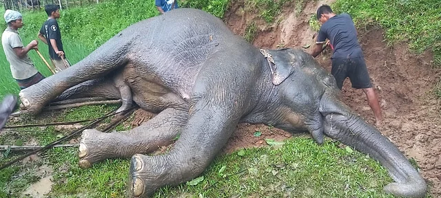 শেরপুরে গারো পাহাড় থেকে বন্য হাতির মৃতদেহ উদ্ধার