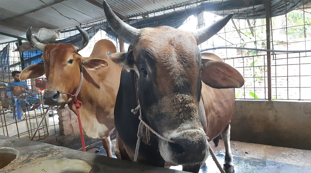 কোরবানি: সীমান্ত দিয়ে পশুর অনুপ্রবেশে কঠোর নজরদারি