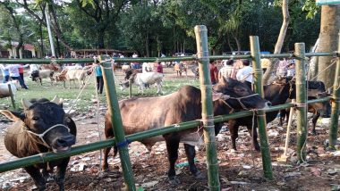 ভারতীয় গরুতে বাজার সয়লাব, দুশ্চিন্তায় খামারিরা