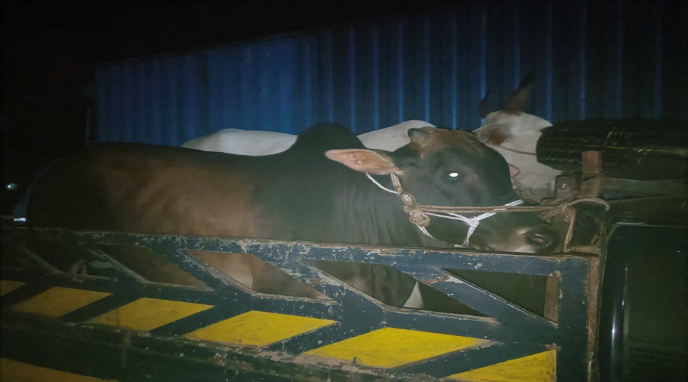 গরু বহন করা ট্রাক ছিনতাইয়ের চেষ্টায় মামলা, আটক ১