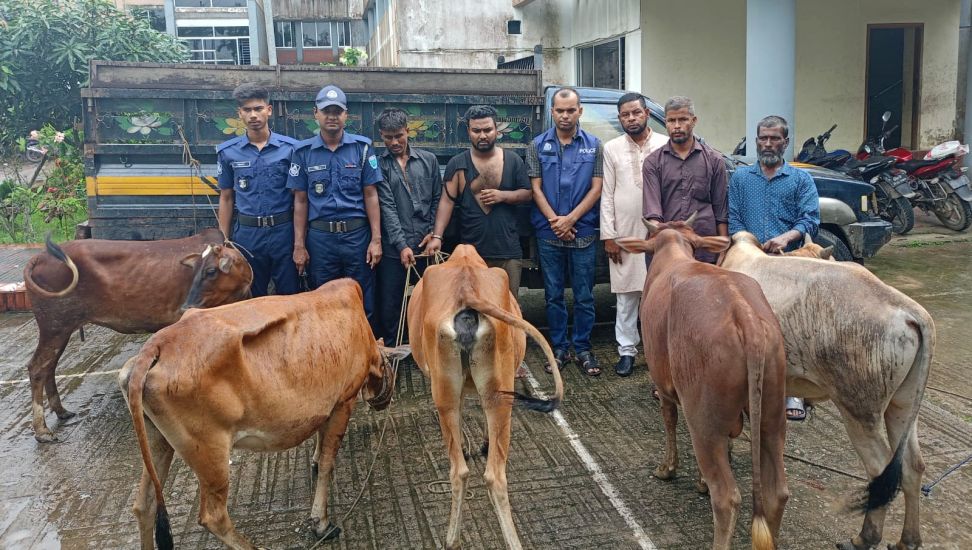 বড়লেখা থানা পুলিশের অভিযানে ৫টি চো’রাই গরু উ’দ্ধার, গ্রেপ্তার ২