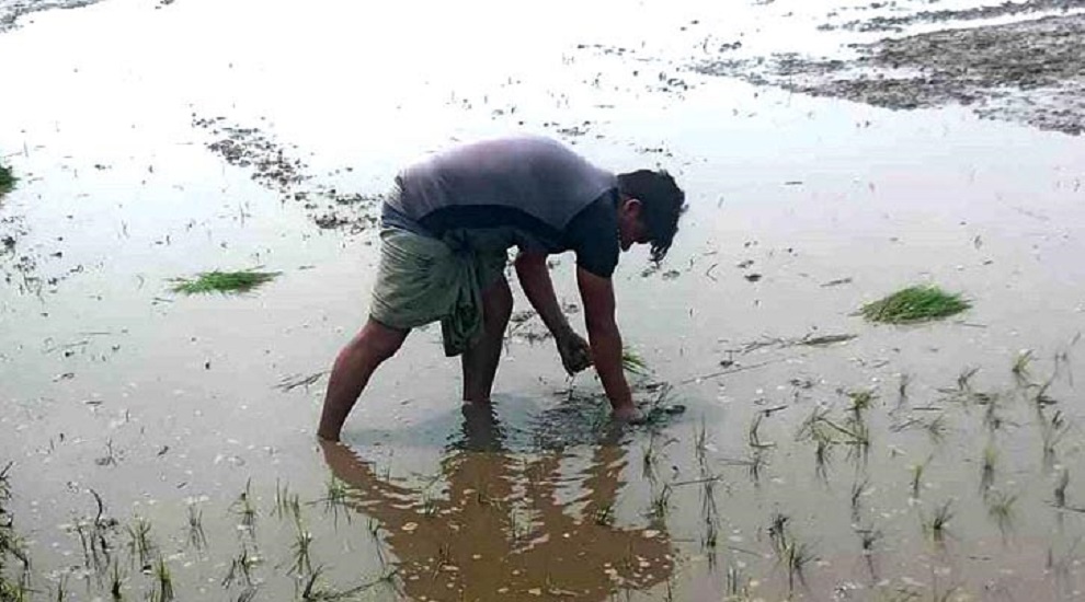 হবিগঞ্জে আউশ মৌসুমে দেড় লাখ টন ধান ফলনের আশা