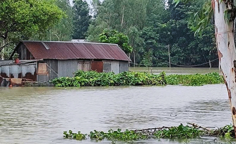 বন্যার পানিতে ডুবে প্রাণ গেলো মাইশার