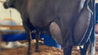 ৩ দিনে এক গরু দিল ৩৪৩ লিটার দুধ