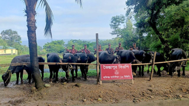 সিলেটের জকিগঞ্জ সীমান্ত থেকে ভারতীয় মহিষ জব্দ