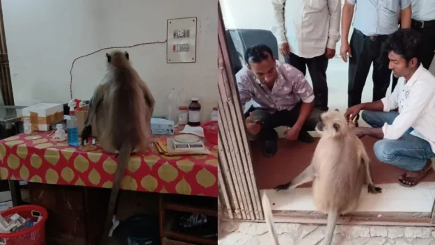 চিকিৎসা নিতে নিজেই হাসপাতালে হাজির আহত হনুমান!