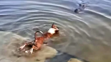 প্রাণীর প্রতি নিষ্ঠুরতার শাস্তি বাড়াতে সরকারকে আইনি নোটিশ