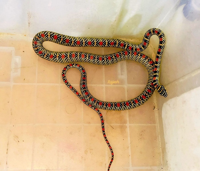 শ্রীমঙ্গলে স্বাস্থ্য কমপ্লেক্স কোয়ার্টারের ভেতর ‘কালনাগিনী’