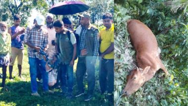 সিলেটের জৈন্তাপুর সীমান্তে বাঘ আতঙ্ক : তদন্তে বন বিভাগ