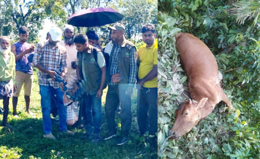 সিলেটের জৈন্তাপুর সীমান্তে বাঘ আতঙ্ক : তদন্তে বন বিভাগ