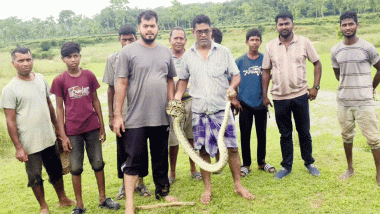 শ্রীমঙ্গলে চা বাগান থেকে অজগর উদ্ধার
