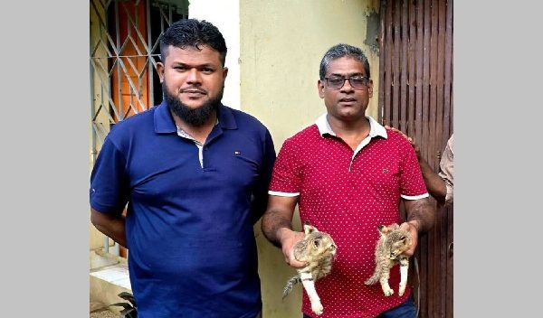 শ্রীমঙ্গলে হাঁস শিকার করতে লোকালয়ে বনবিড়ালের বাচ্চা