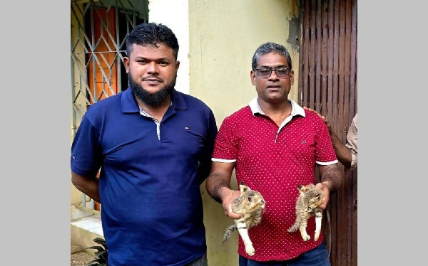 শ্রীমঙ্গলে হাঁস শিকার করতে লোকালয়ে বনবিড়ালের বাচ্চা